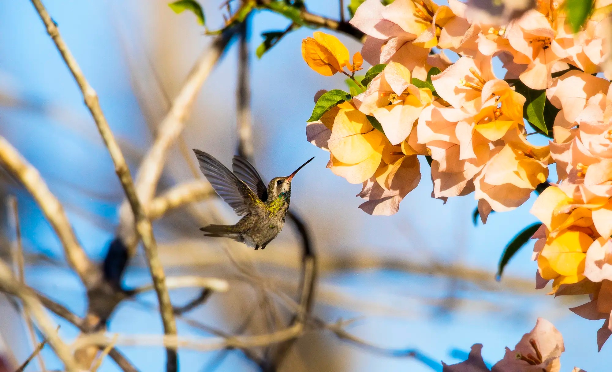 Nayarit: el paraíso escondido para los amantes de las aves en México
