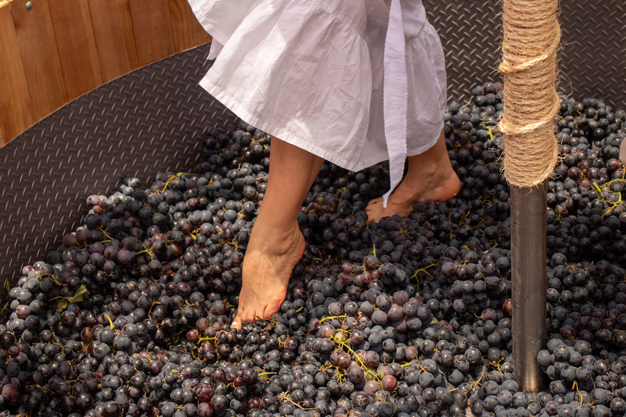 Hacienda Encinillas celebra la vendimia que consolida a Chihuahua como tierra de vino