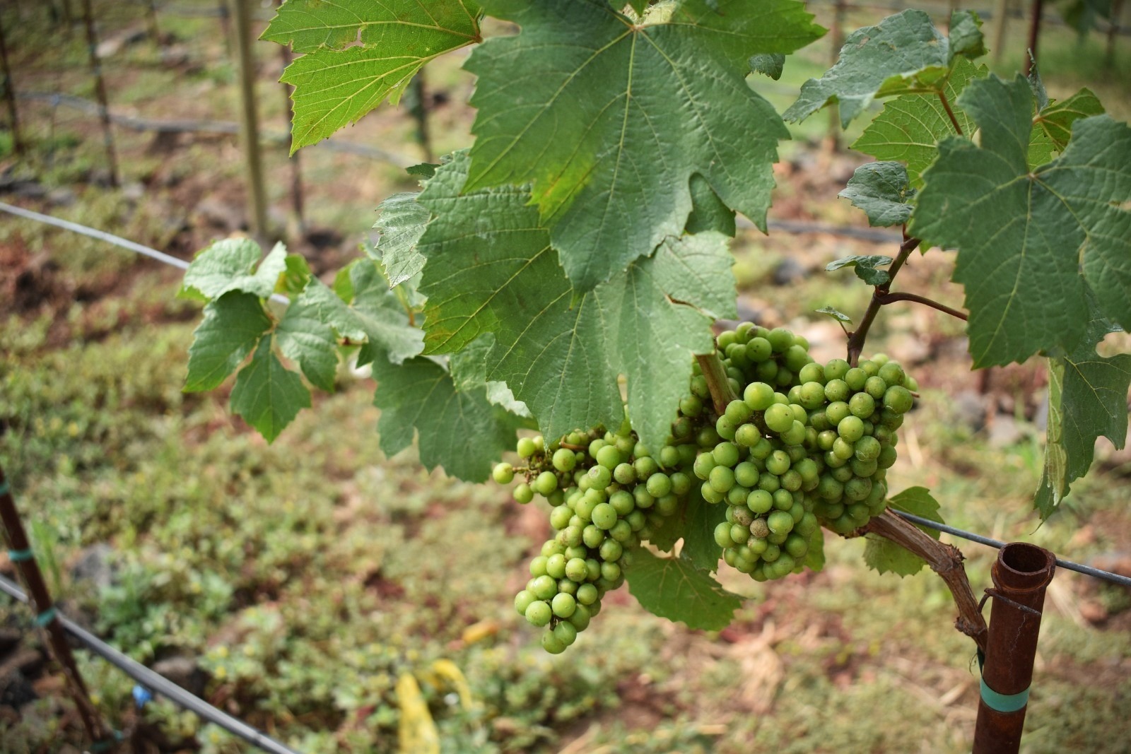 Enoturismo y rutas del vino emergentes: México más allá de Baja California