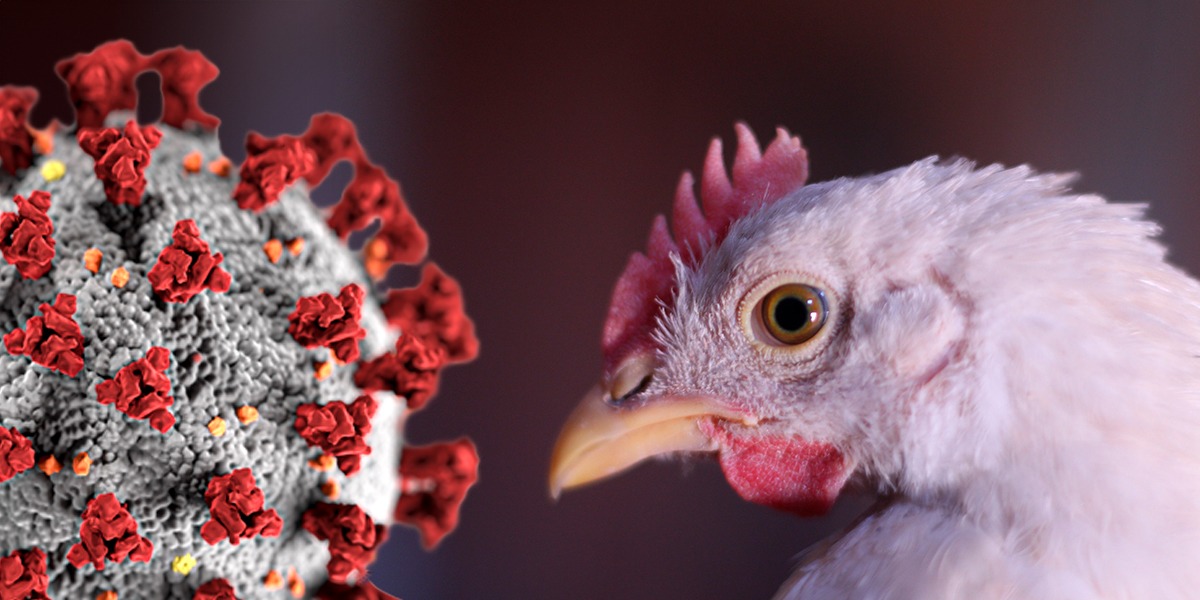 La amenaza silenciosa de la gripe aviar: qué dicen los expertos y por qué el riesgo sigue siendo bajo