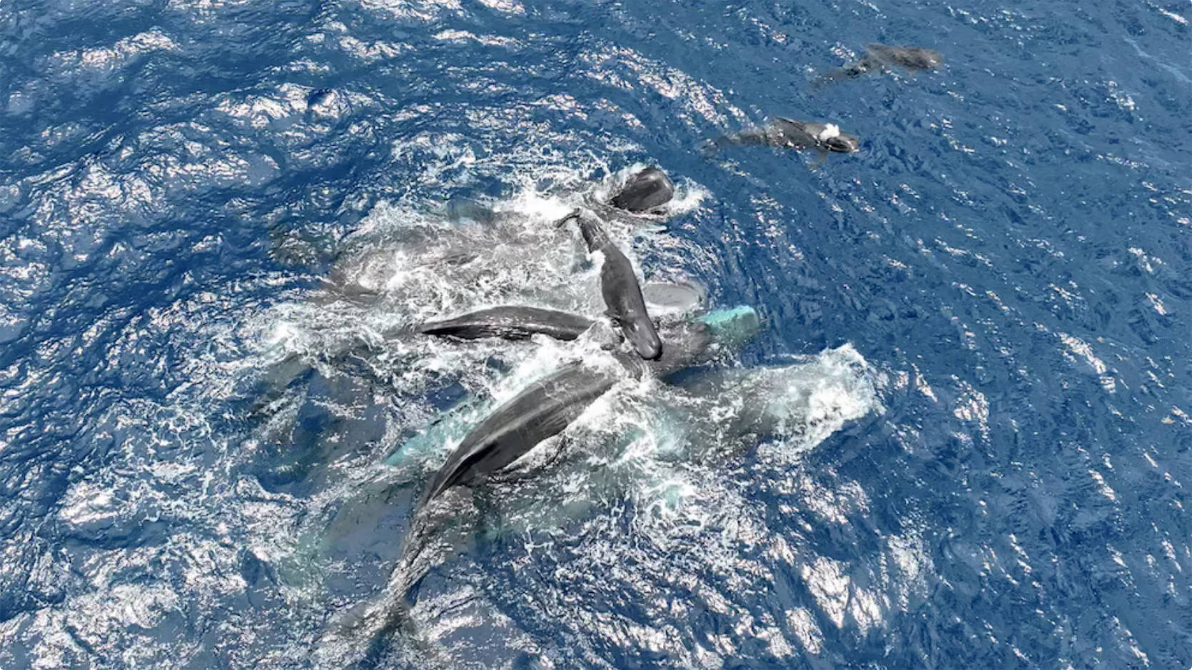 Científicos graban en video nacimiento de cachalote y documentan asistencia grupal