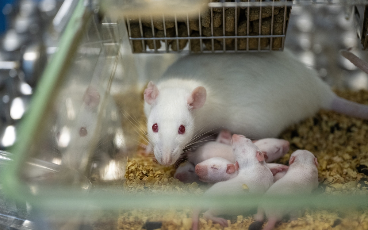 Tras las puertas del laboratorio: el costo invisible de la ciencia en millones de animales